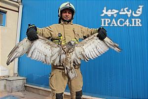 electricity-pylons-eagle-that-was-rescued-grqtar