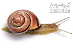 very-interesting-to-know-about-snails