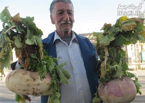 Turnips-produce-5-kg-photos-irannaz-com