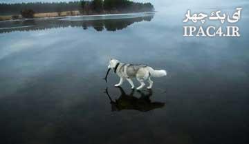 داستان زیبای راه رفتن سگ روی آب