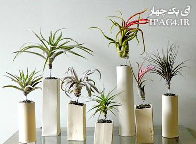 با روشهای نگهداری گیاهان آپارتمانی آشنا شوید..!
